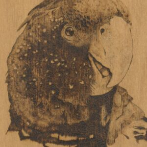Image of an artwork by Alvin Darcy Briggs. Untitled (Red-Tailed Black Cockatoo), 2020.